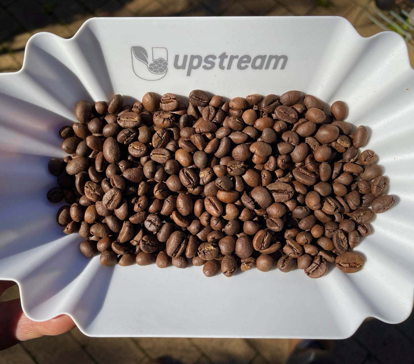 Papua New Guinea-  Robusta