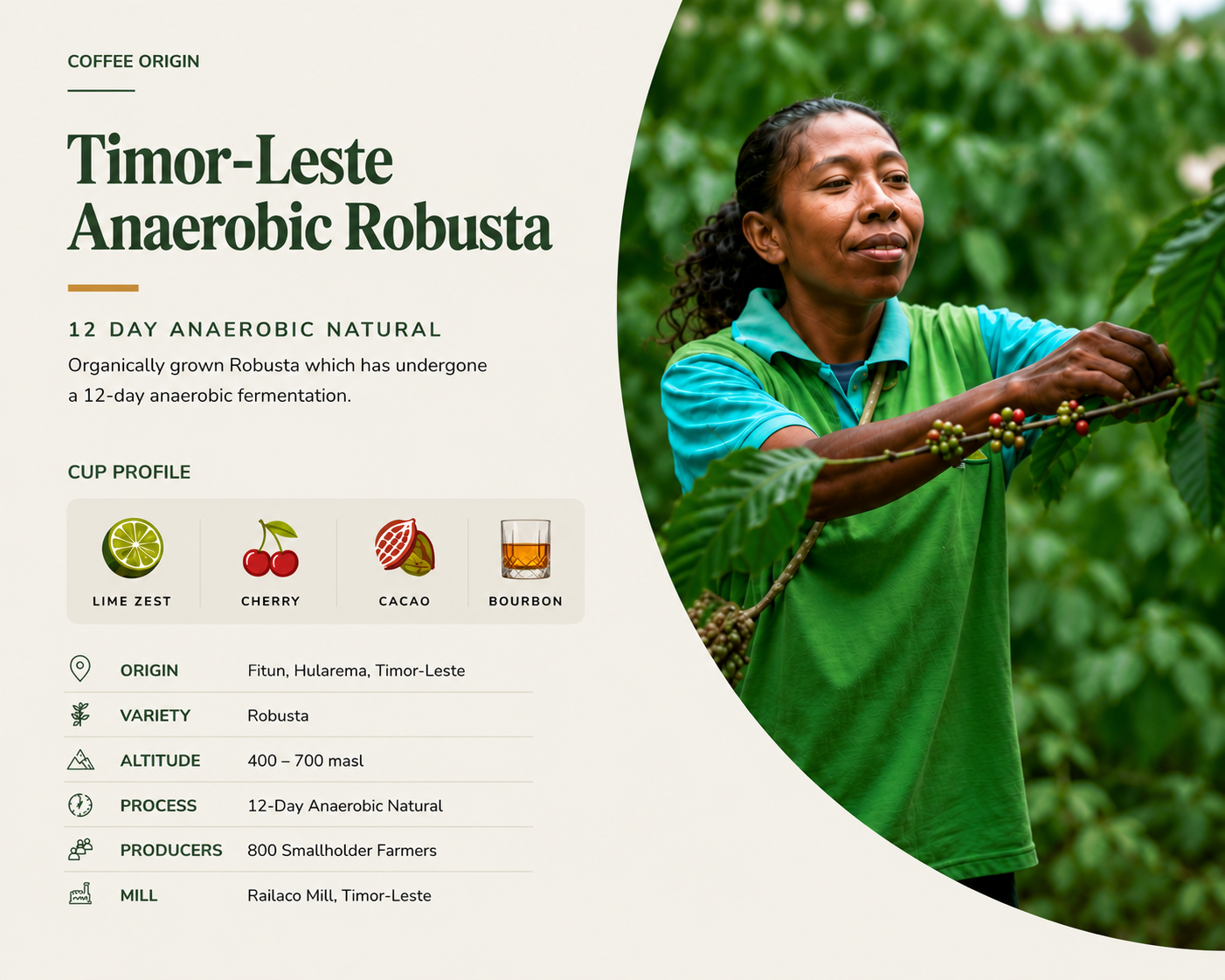 Timor-Leste Robusta (anaerobic fermentation process)