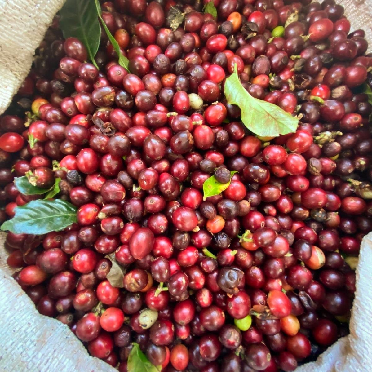 Vietnam Specialty Robusta  (fermented organic)