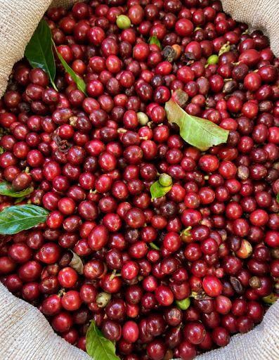 Vietnam "Fine Cherry" Processing